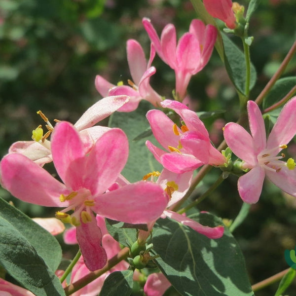 Lonicera tatarica 'Rosea'