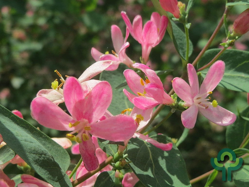 Lonicera tatarica 'Rosea'