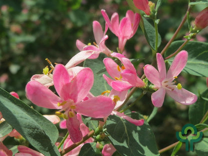 Lonicera tatarica 'Rosea'