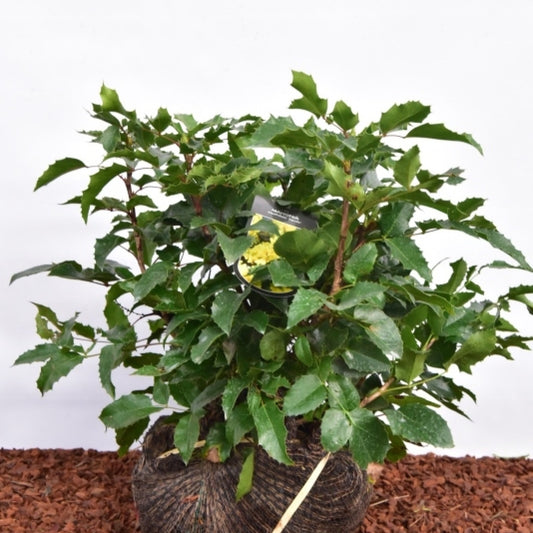 Mahonia aquifolium 'Apollo'