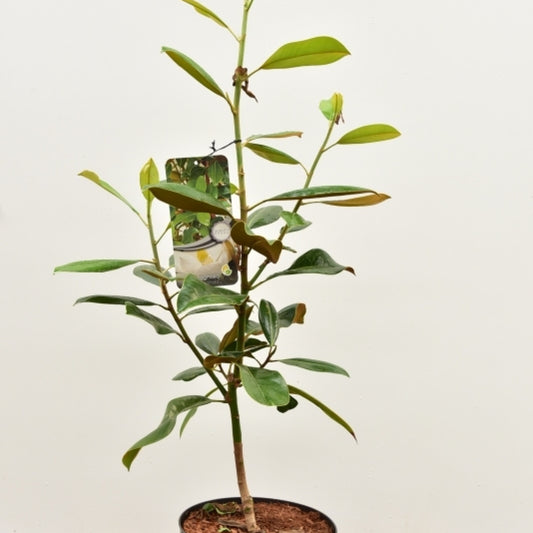 Magnolia grandiflora
