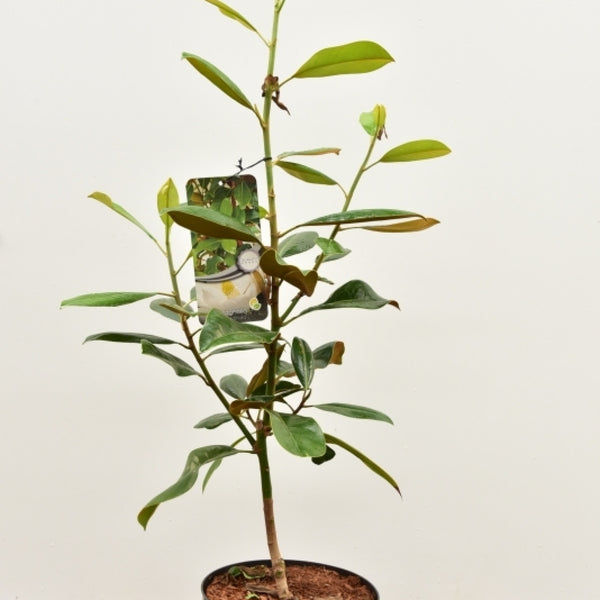 Magnolia grandiflora