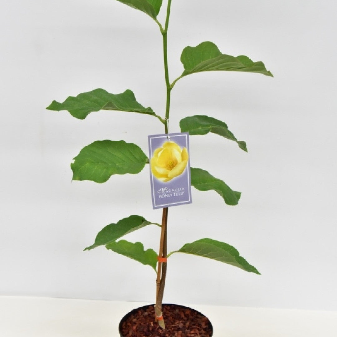 Magnolia 'Honey Tulip'