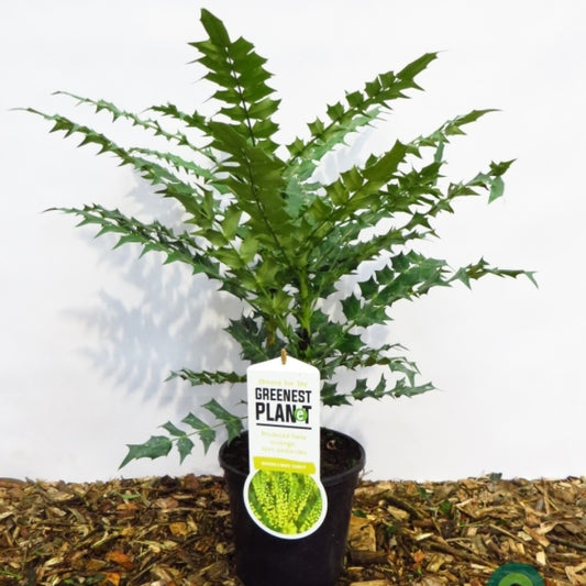 Mahonia media 'Charity'