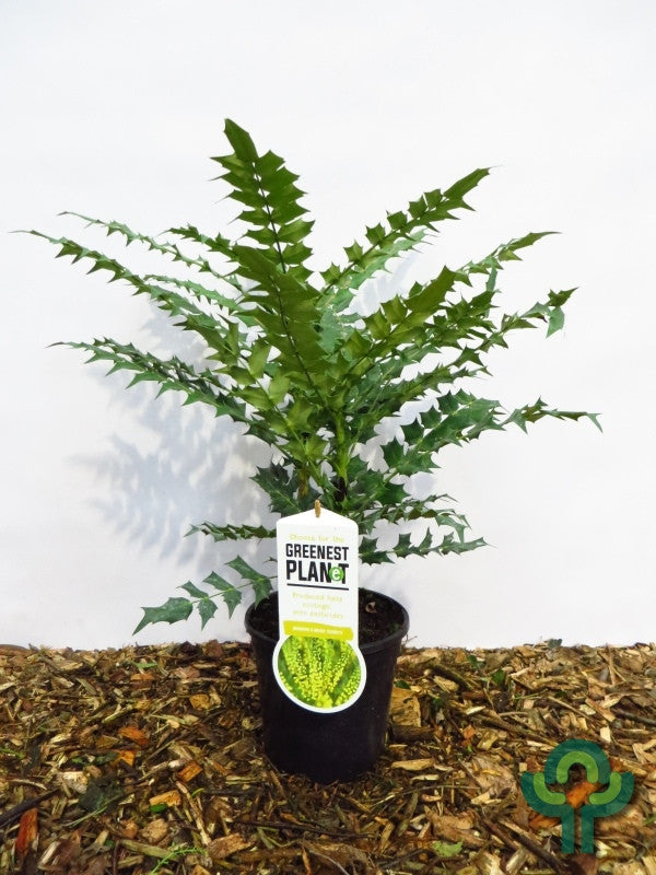 Mahonie (Mahonia media) 'Charity'