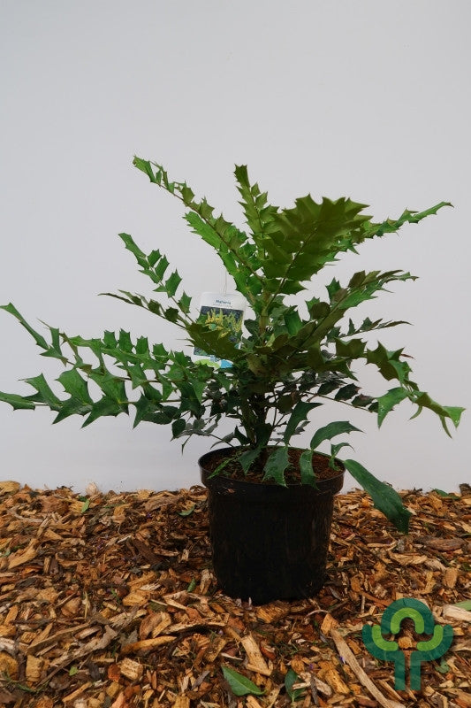 Mahonie (Mahonia media) 'Charity'