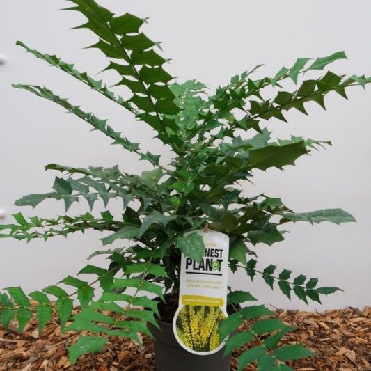 Mahonia media 'Winter Sun'