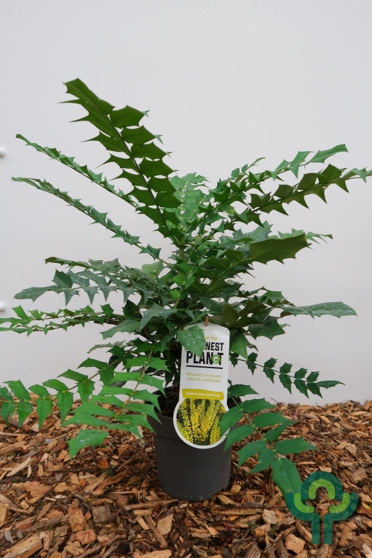 Mahonie (Mahonia media) 'Winter Sun'
