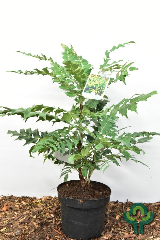 Mahonie (Mahonia media) 'Winter Sun'