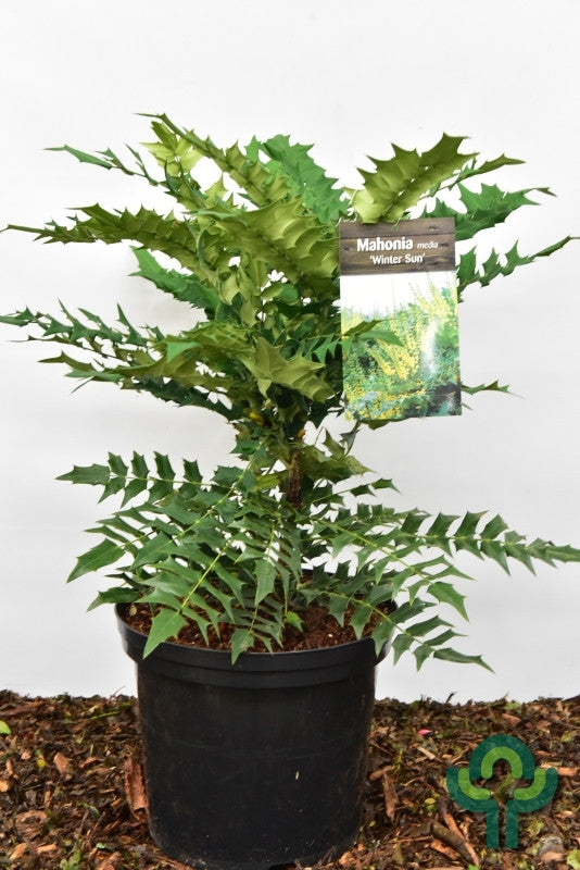 Mahonie (Mahonia media) 'Winter Sun'