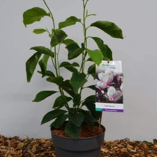 Magnolia soulangeana 'Alba Superba'