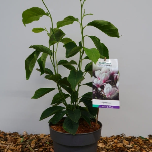 Magnolia soulangeana 'Alba Superba'