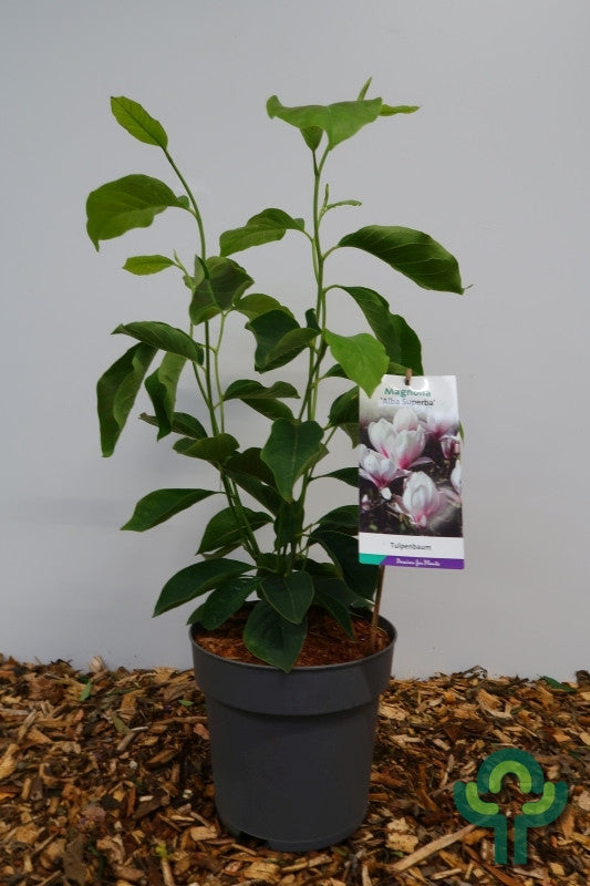 Magnolia soulangeana 'Alba Superba'