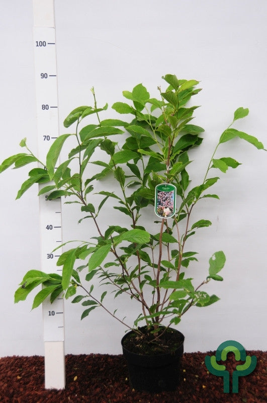 Magnolia soulangeana