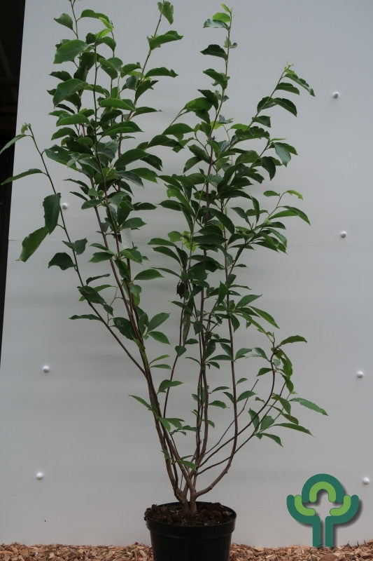 Magnolia soulangeana
