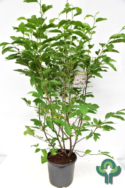 Magnolia soulangeana