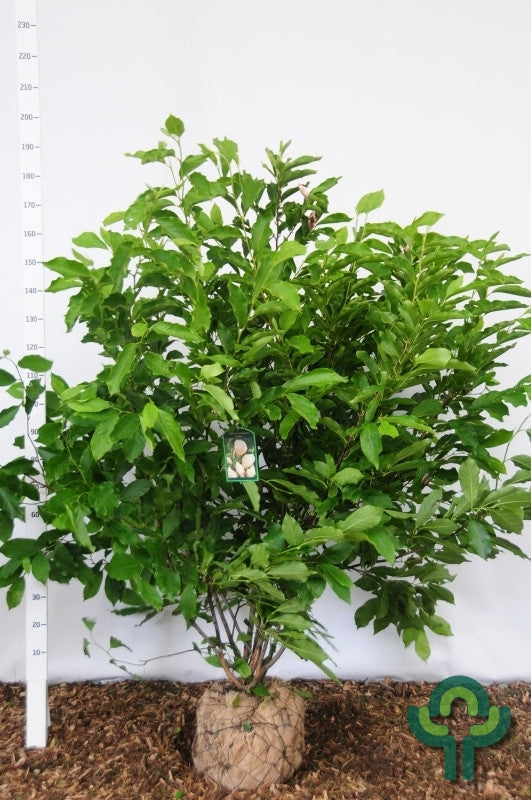 Magnolia soulangeana