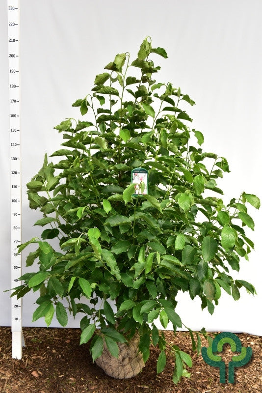 Magnolia soulangeana