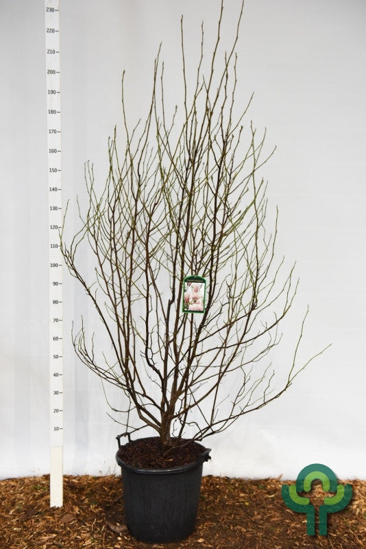 Magnolia soulangeana
