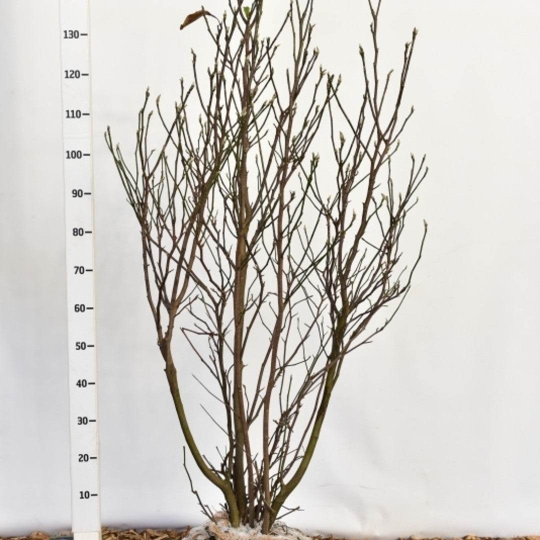 Magnolia 'Susan'