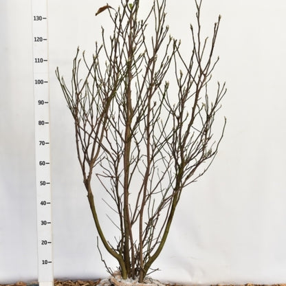 Magnolia 'Susan'