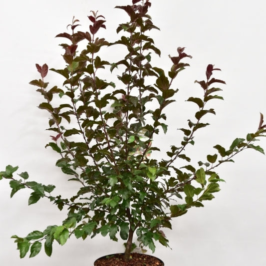 Malus toringo 'Scarlet'