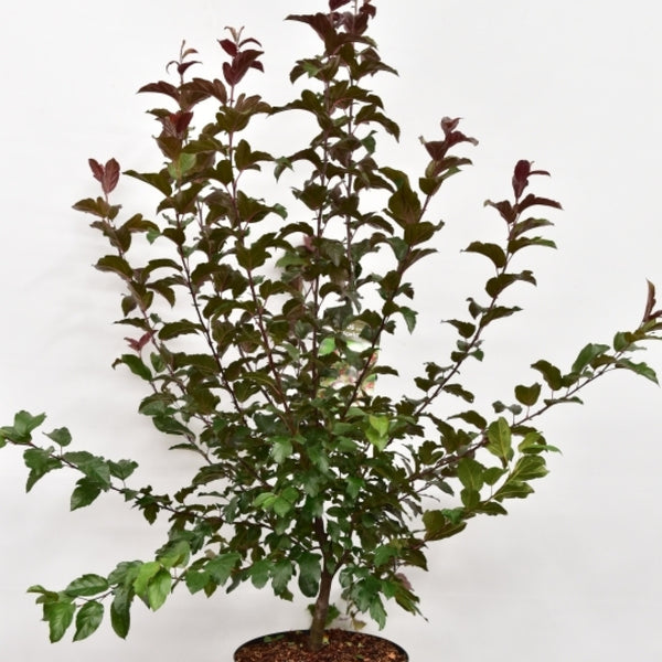 Malus toringo 'Scarlet'