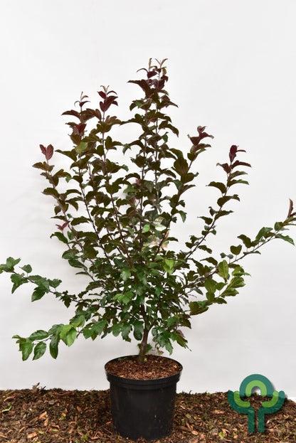 Malus toringo 'Scarlet'