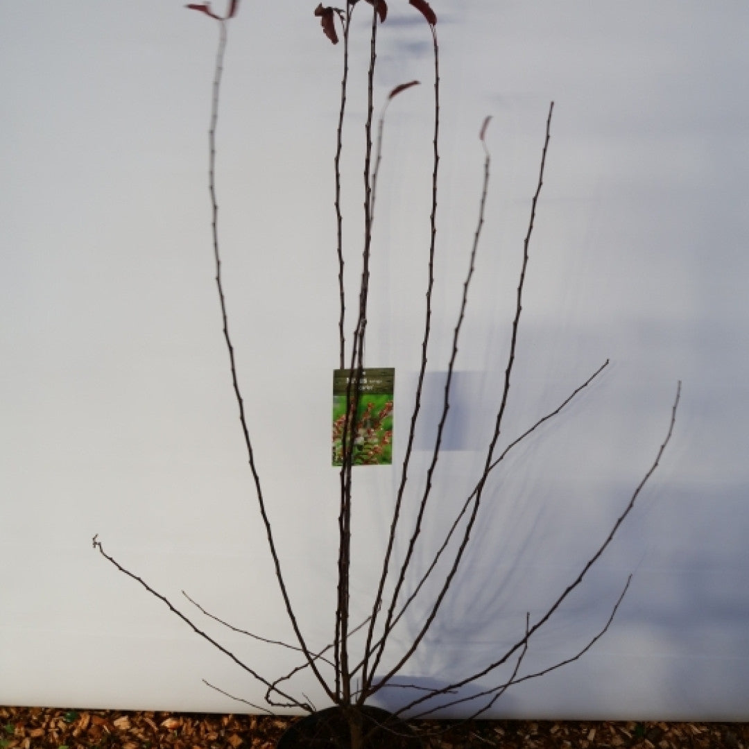 Malus toringo 'Scarlet'