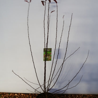 Malus toringo 'Scarlet'