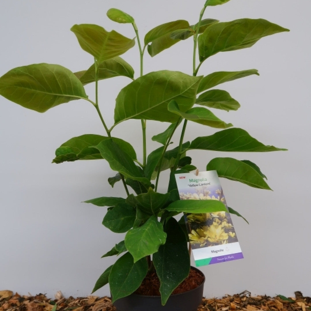 Magnolia 'Yellow Lantern'