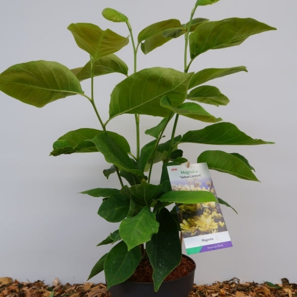 Magnolia 'Yellow Lantern'