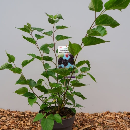 Morus rotundiloba 'Mojo Berry' ®