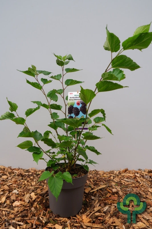 Moerbei (Morus rotundiloba) 'Mojo Berry' ®