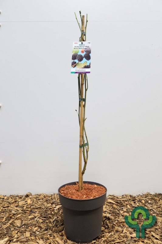 Moerbei (Morus rotundiloba) 'Mojo Berry' ®