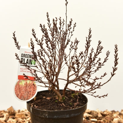 Myrica gale