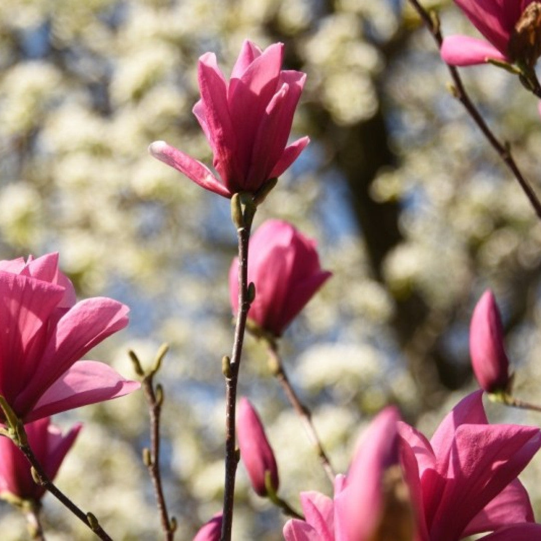 Magnolia 'Galaxy'