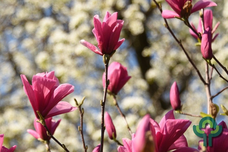 Magnolia 'Galaxy'
