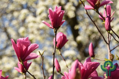 Magnolia 'Galaxy'