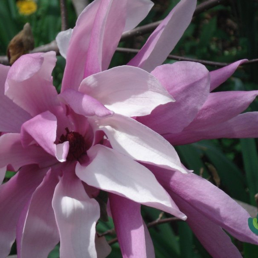 Magnolia 'Betty'
