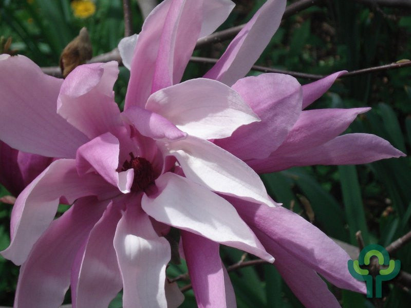 Magnolia 'Betty'