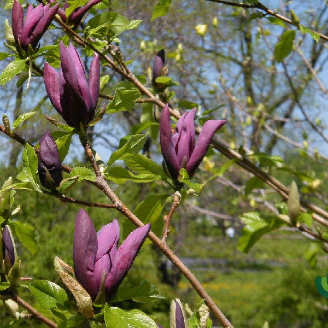 Magnolia 'Black Beauty'