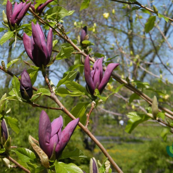 Magnolia 'Black Beauty'