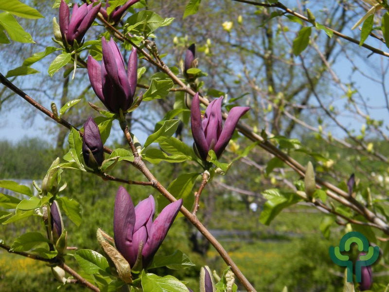 Magnolia 'Black Beauty'