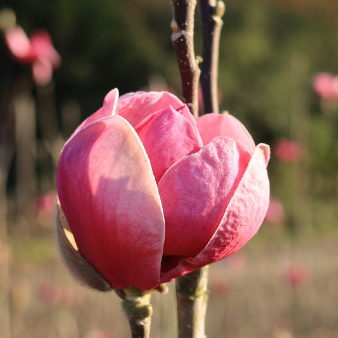 Magnolia 'Black Tulip' ®
