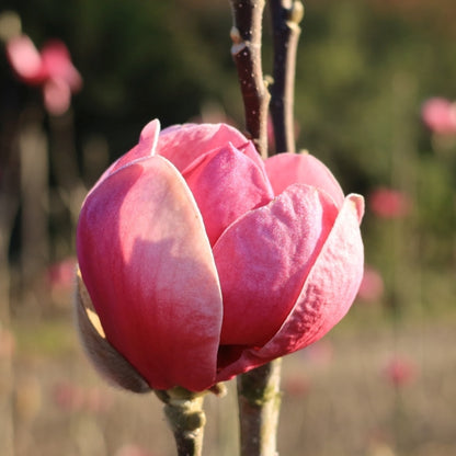 Magnolia 'Black Tulip' ®