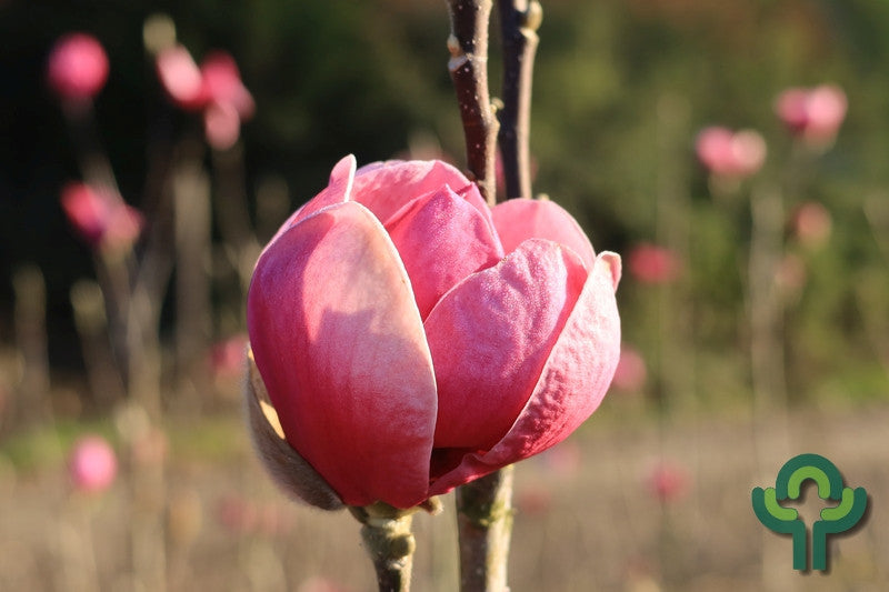 Magnolia 'Black Tulip' ®