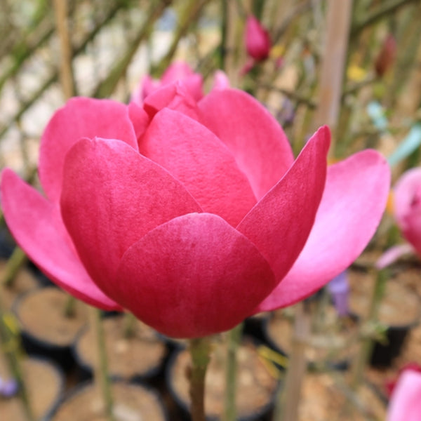 Magnolia 'Cleopatra' ®