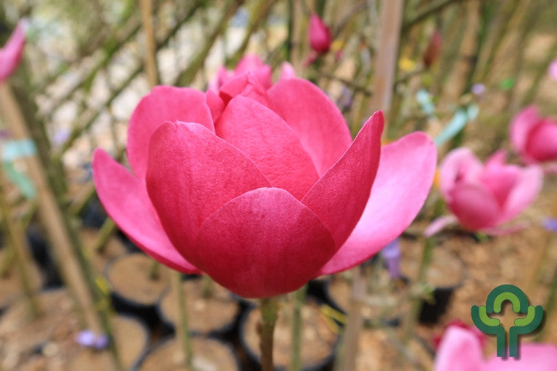 Magnolia 'Cleopatra' ®