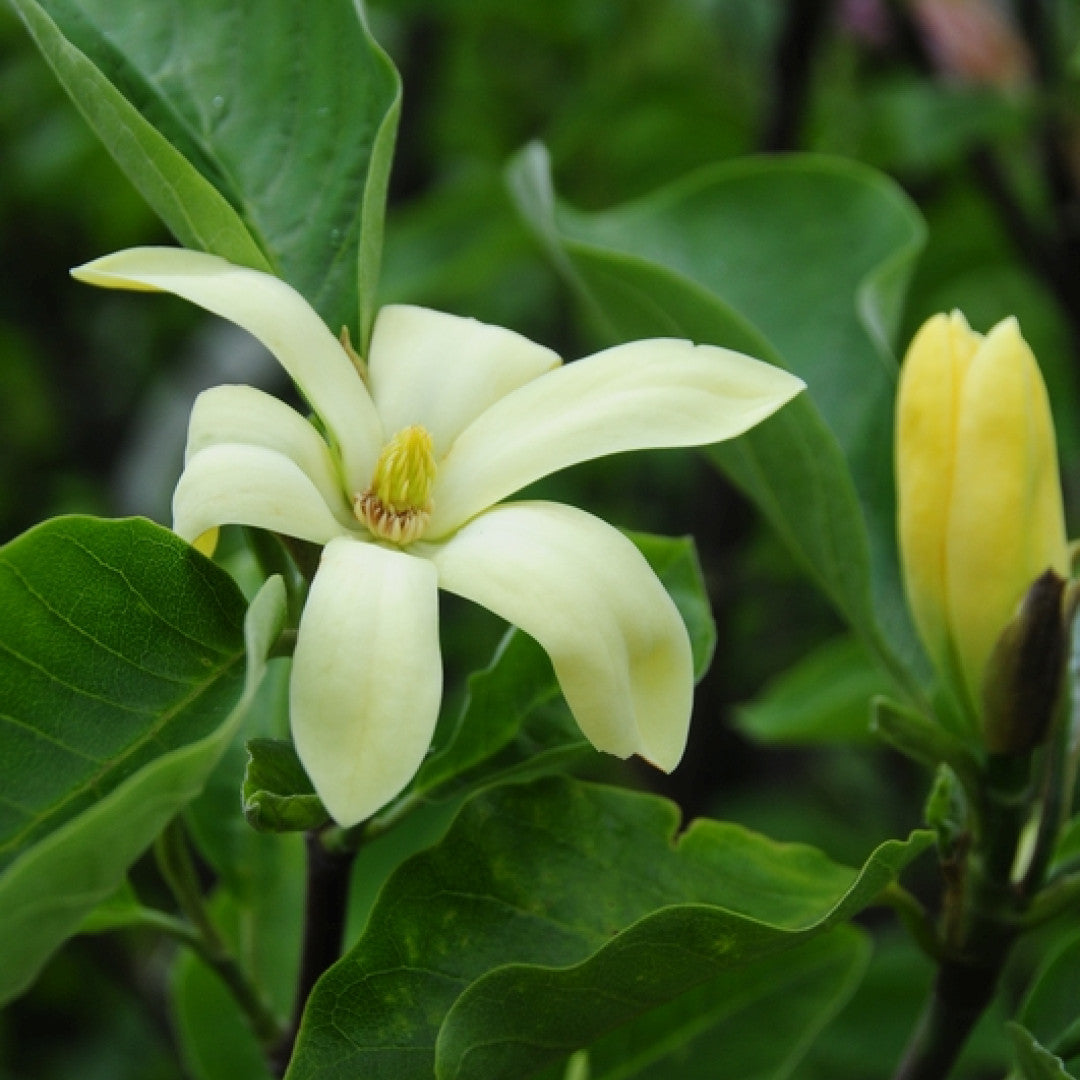 Magnolia 'Daphne'